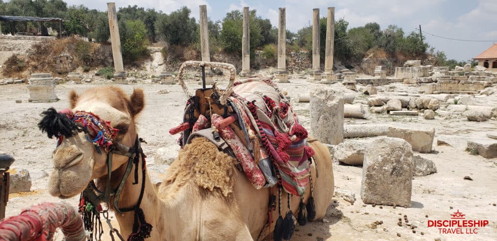 A camel rests at Samaria Sabaste. 